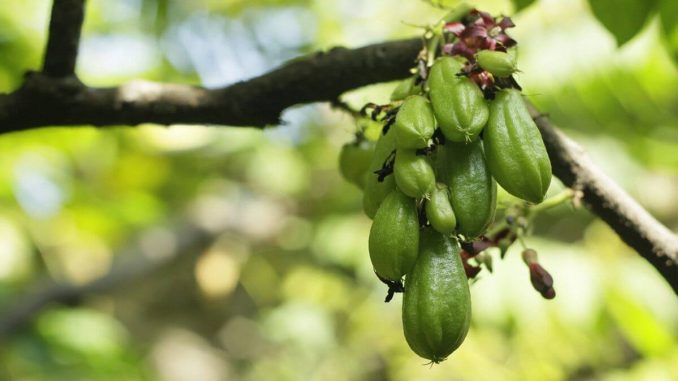 7 Manfaat Belimbing Sayur/Wuluh untuk Kesehatan