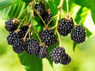 7 Manfaat Blackberry untuk Ibu Hamil dan Kesehatan