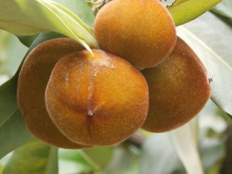 7 Manfaat Buah Bisbul untuk Ibu Hamil