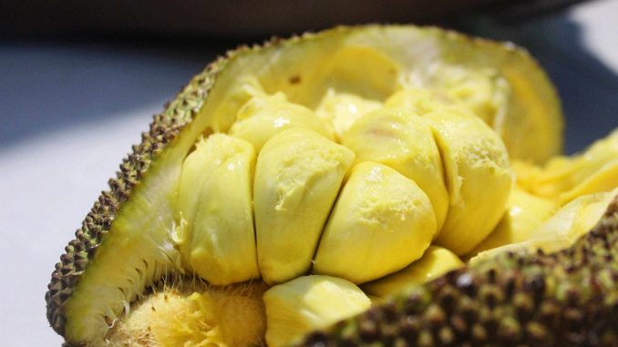 7 Manfaat Cempedak (Buah) Bagi Kesehatan