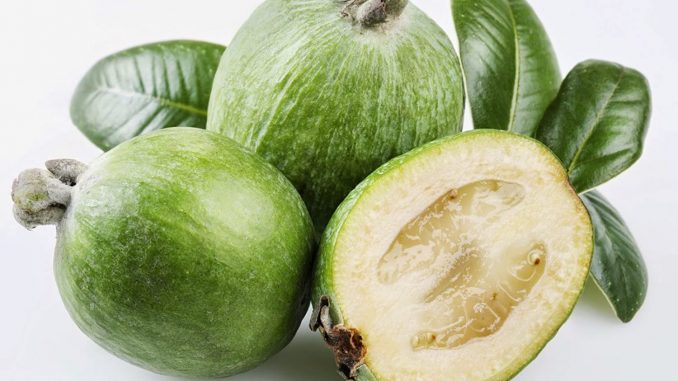 7 Manfaat Feijoa untuk Kesehatan Tubuh