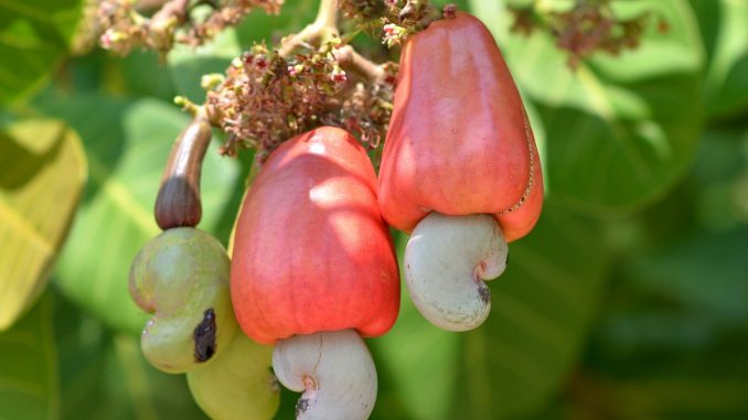 7 Manfaat Jambu Mede yang Dibutuhkan Orang