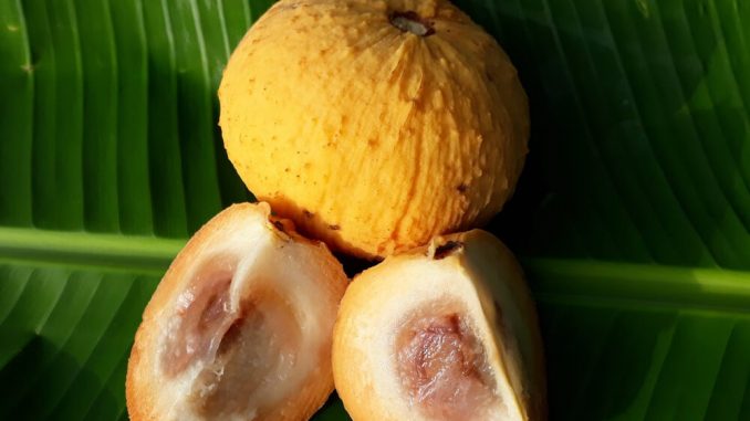 7 Manfaat Buah Kecapi untuk Kesehatan